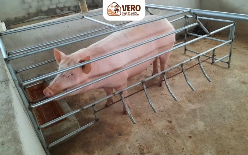 Vai trò của dinh dưỡng trong giai đoạn mang thai sau thụ tinh