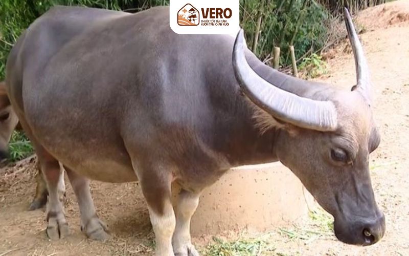 Men sinh học giúp ổn định đường ruột, tăng cơ hội đậu thai