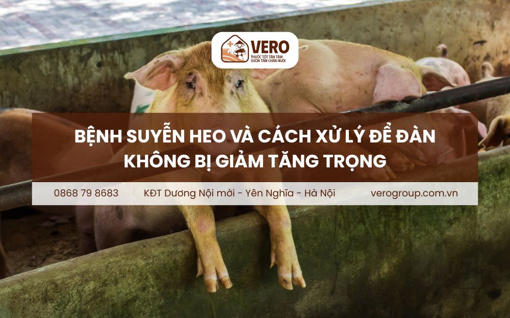 bệnh suyễn heo
