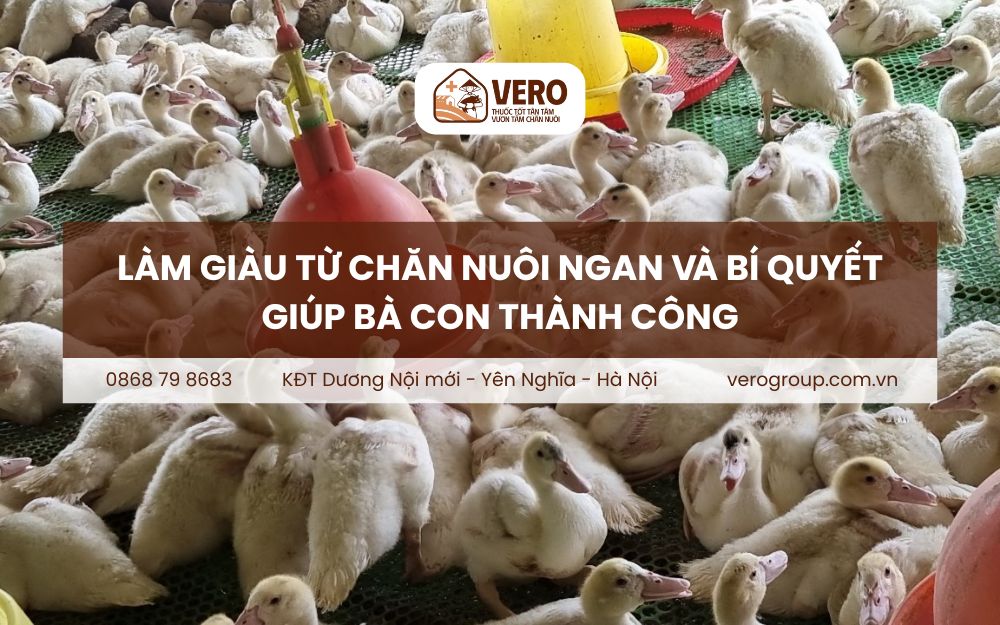 Làm giàu từ chăn nuôi ngan