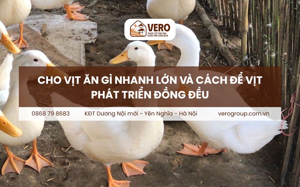Cho vịt ăn gì nhanh lớn