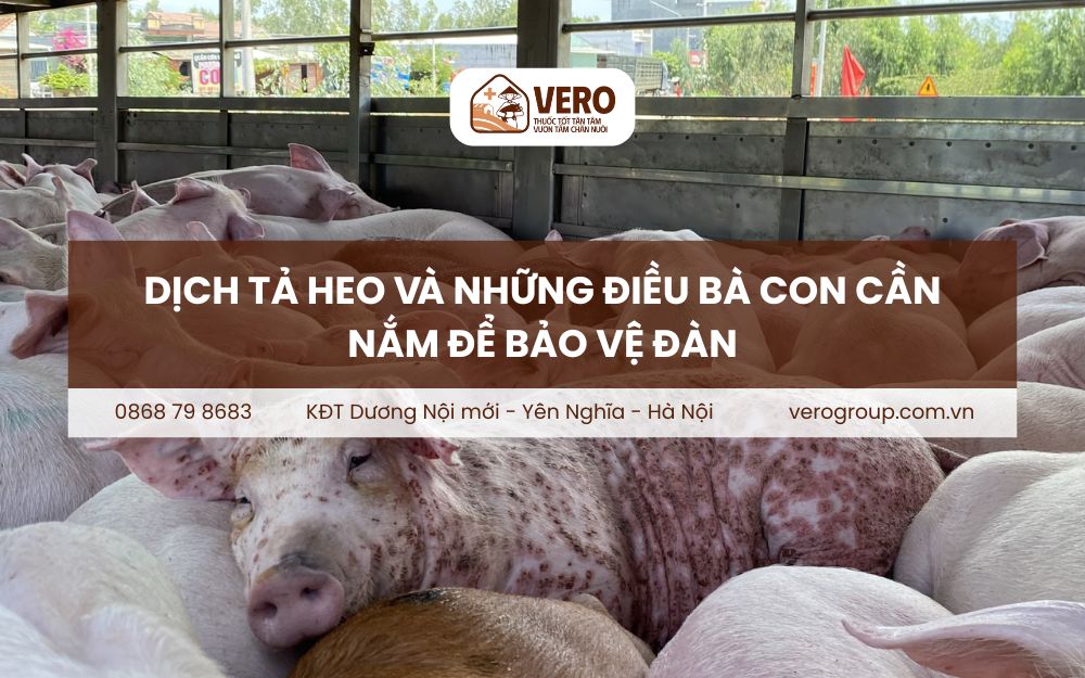 Dịch tả heo