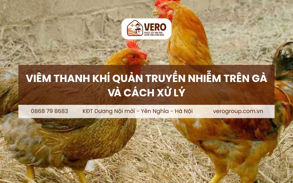 Viêm thanh khí quản truyền nhiễm trên gà