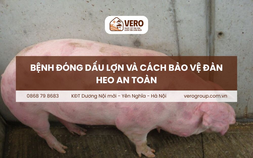 Bệnh đóng dấu lợn