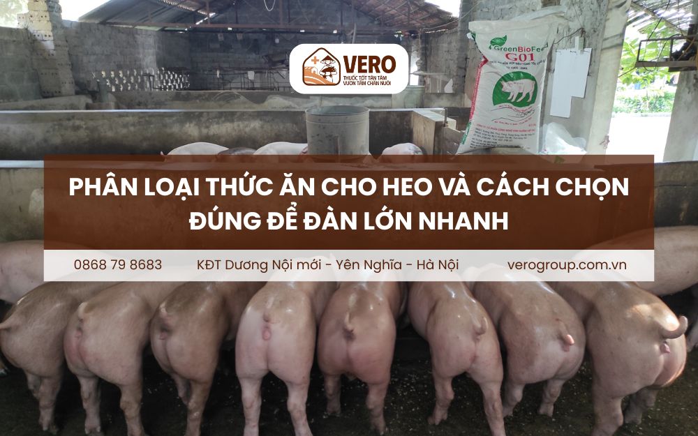 Phân loại thức ăn cho heo