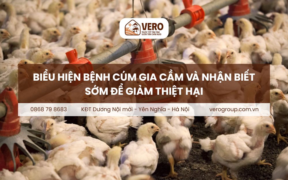 Biểu hiện bệnh cúm gia cầm
