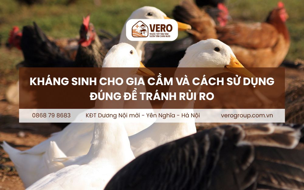 Kháng sinh cho gia cầm