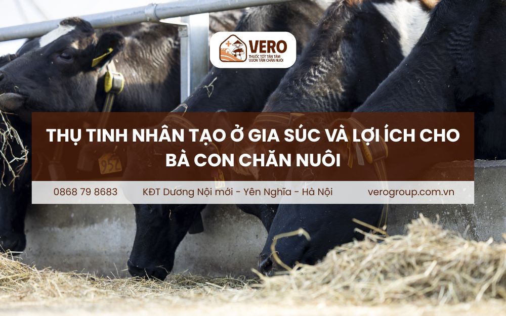 Thụ tinh nhân tạo ở gia súc