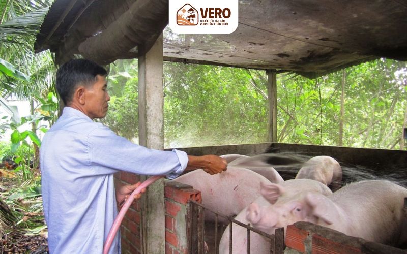 Cách giảm nhiệt từ mái chuồng