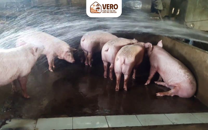Xử lý nền chuồng để giảm tích nhiệt