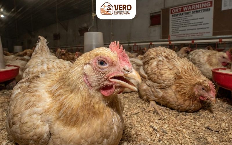 Ở giai đoạn đầu, gà nhiễm bệnh ORT thường có biểu hiện rất nhẹ.