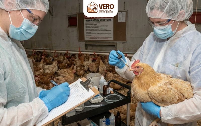 Giảm rủi ro khi gà nhiễm bệnh ORT bằng quản lý chuồng trại