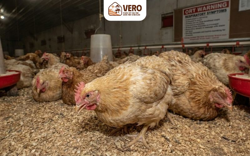 Yếu tố môi trường làm tăng nguy cơ gà nhiễm bệnh ORT