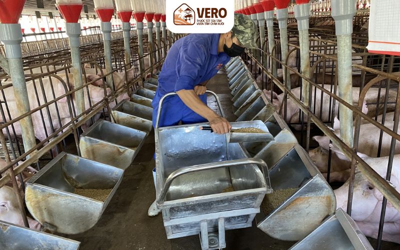 Chăn nuôi công nghiệp là gì và cách vận hành của mô hình này