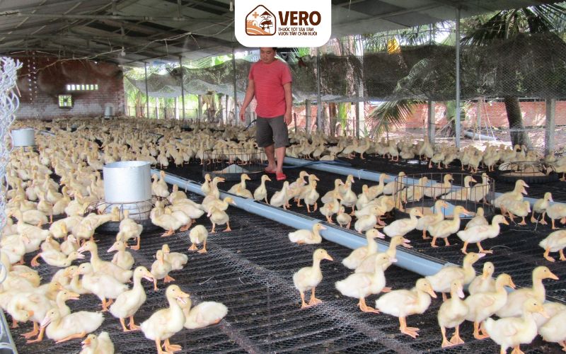 Lợi ích của chăn nuôi công nghiệp so với chăn nuôi truyền thống