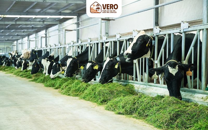 Tiêu hóa khỏe giúp tăng trọng ổn định trong mô hình công nghiệp