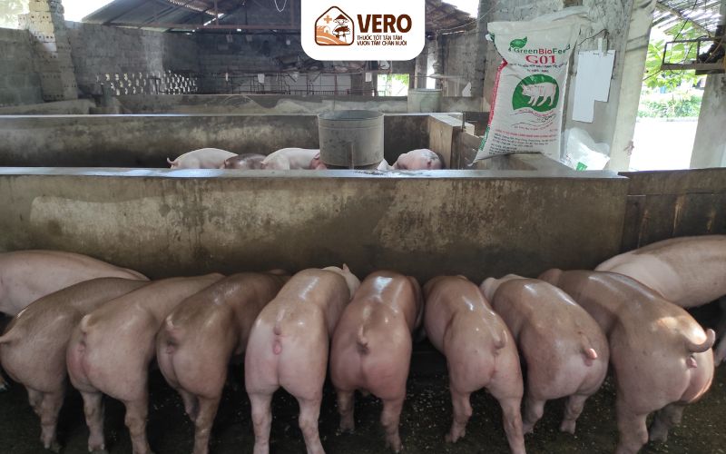 Quy định chăn nuôi hộ gia đình là gì và vì sao quan trọng