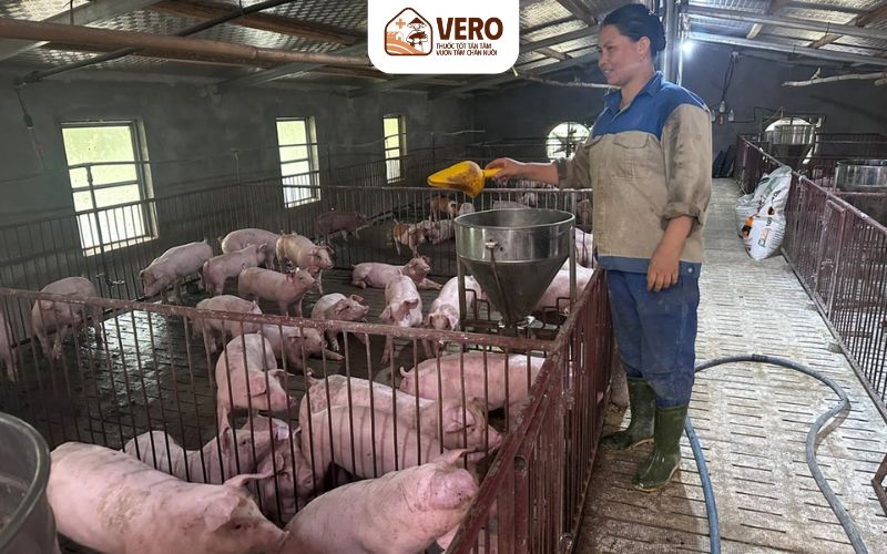 Diện tích chuồng trại và vị trí đặt chuồng trong quy định chăn nuôi hộ gia đình