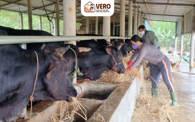 Tiếng ồn, mùi và kiểm soát động vật gây hại trong mô hình hộ gia đình