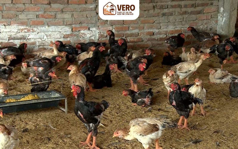 Nước uống và thức ăn phải đảm bảo chất lượng theo quy định chăn nuôi hộ gia đình