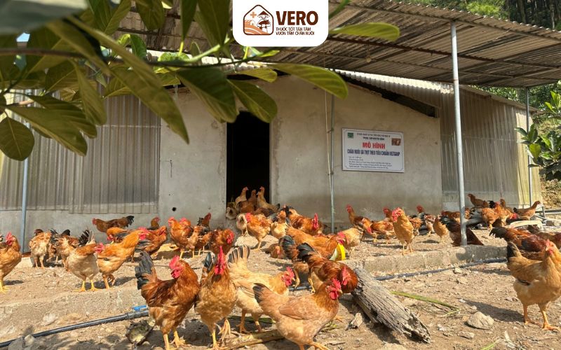Mô hình chăn nuôi hiệu quả nhất hiện nay là gì và dựa trên những yếu tố nào