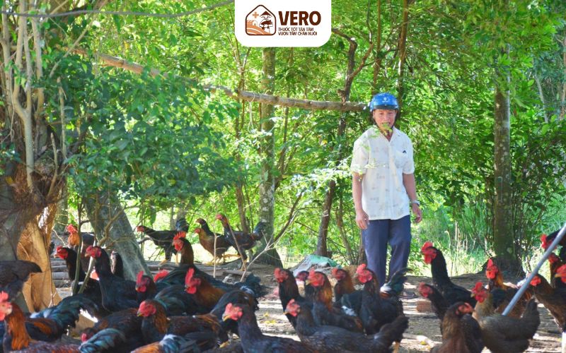 Mô hình gà thả vườn cải tiến được xem là một trong các mô hình chăn nuôi hiệu quả