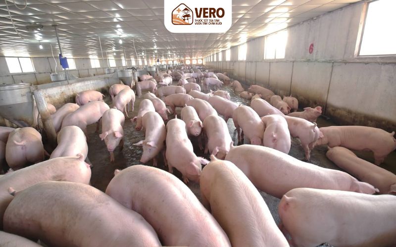 Heo thịt theo hướng chuồng sạch cũng được xem là mô hình chăn nuôi hiệu quả