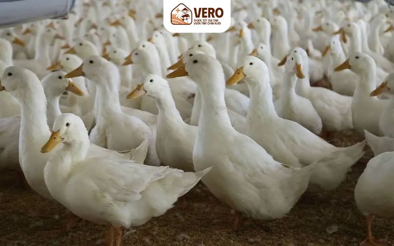 Vịt siêu thịt và ngan thịt theo hướng an toàn sinh học