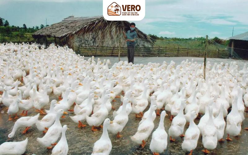 Sức đề kháng và tiêu hóa khỏe chính là yếu tố quyết định mô hình hiệu quả