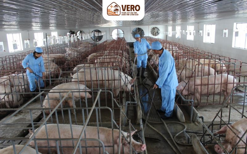 Dịch bệnh gia súc gia cầm là gì và vì sao luôn đáng lo ngại