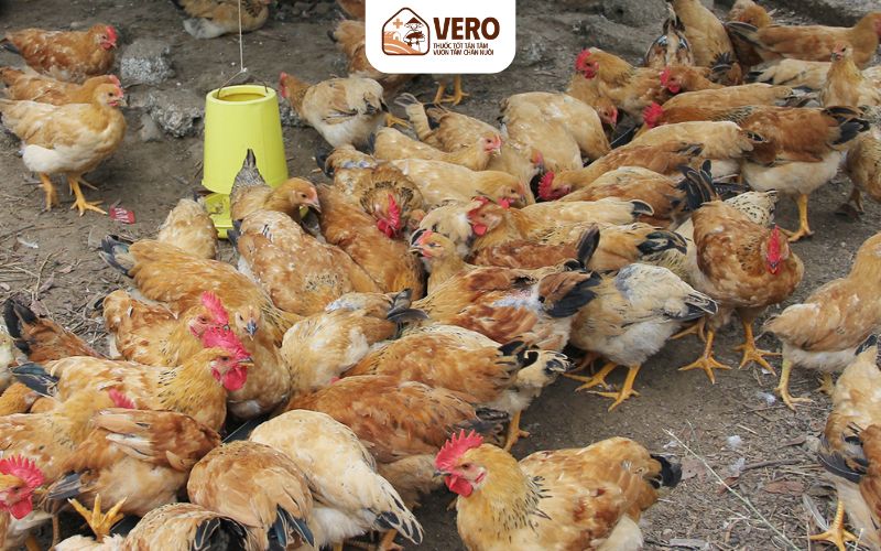 Vì sao ổn định tiêu hóa là cách phòng dịch bệnh từ gốc