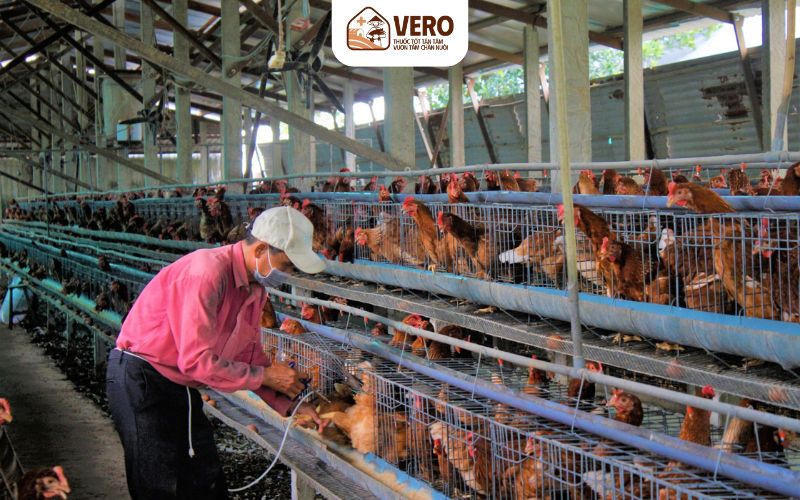 Dấu hiệu chung của các dịch bệnh gia súc gia cầm mà bà con cần nhận biết sớm