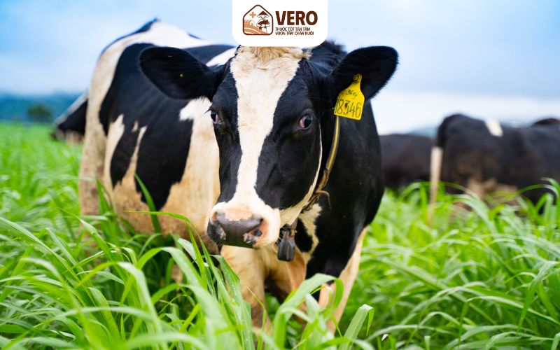 Vì sao cần hiểu rõ bản chất của thức ăn cho gia súc nhai lại