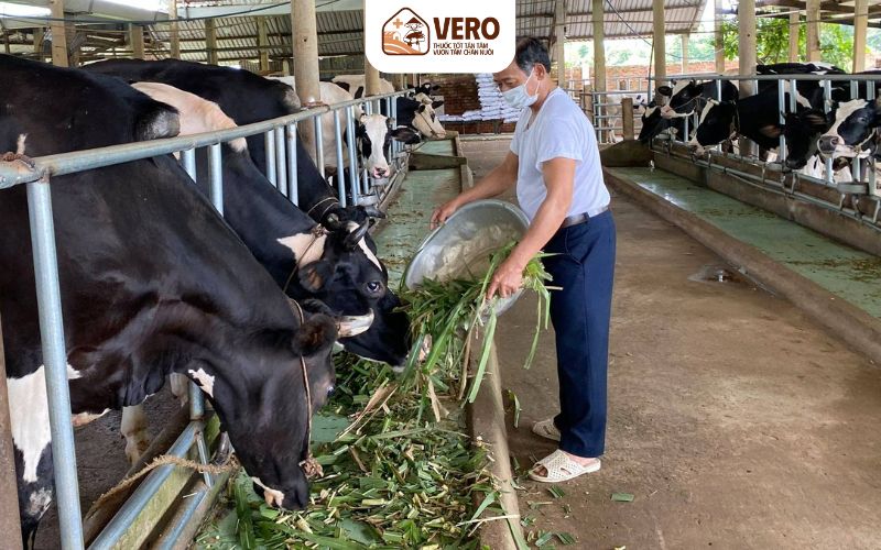 Thức ăn thô xanh luôn là nền tảng của khẩu phần
