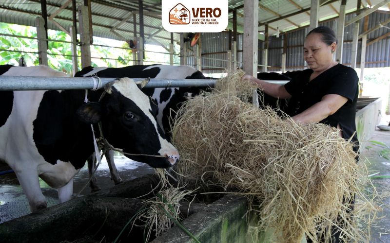 Phụ phẩm nông nghiệp có thể tận dụng tốt nếu xử lý đúng cách