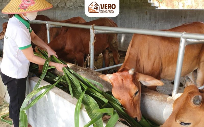 Phối trộn khẩu phần phù hợp từng giai đoạn phát triển