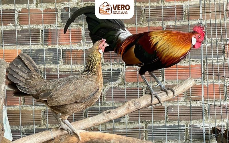 Chọn giống đúng là yếu tố sống còn