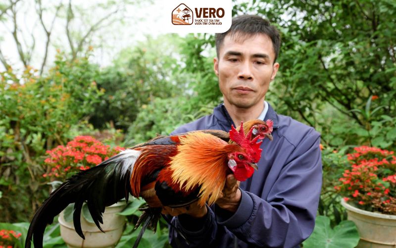 Thức ăn trong chăn nuôi gà rừng cần phù hợp tập tính