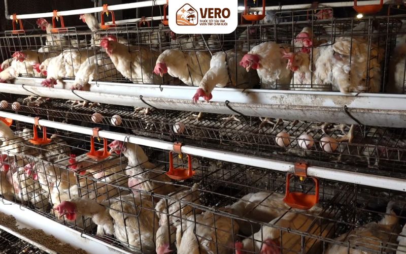 Vì sao cần nắm vững kỹ thuật chăn nuôi gà đẻ trứng