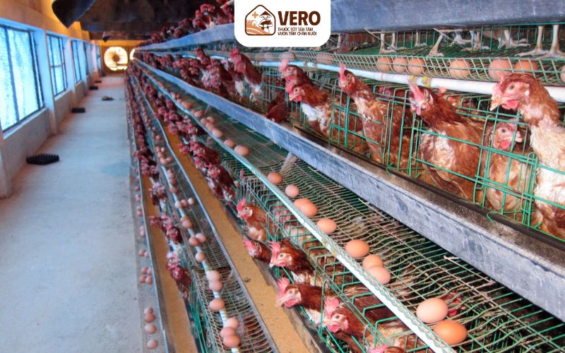 Ánh sáng và vai trò trong kỹ thuật chăn nuôi gà đẻ trứng