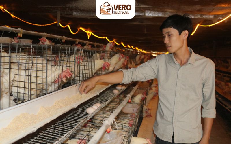 Nước uống ảnh hưởng trực tiếp đến sản lượng trứng