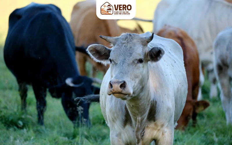 Thay đổi phân và chất thải là dấu hiệu vật nuôi bị bệnh quan trọng
