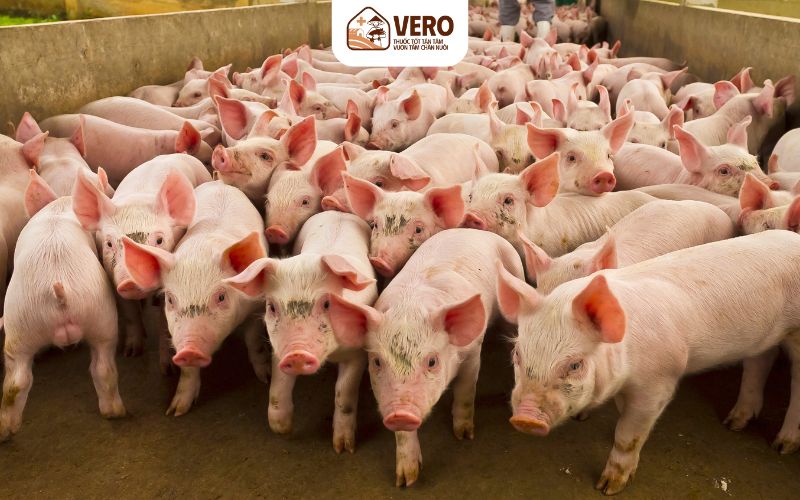 Quan sát hằng ngày là cách phát hiện dấu hiệu vật nuôi bị bệnh hiệu quả nhất