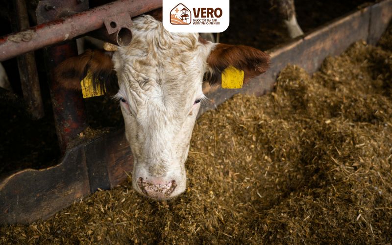 Cách nhận biết mẻ ủ men thức ăn đạt yêu cầu