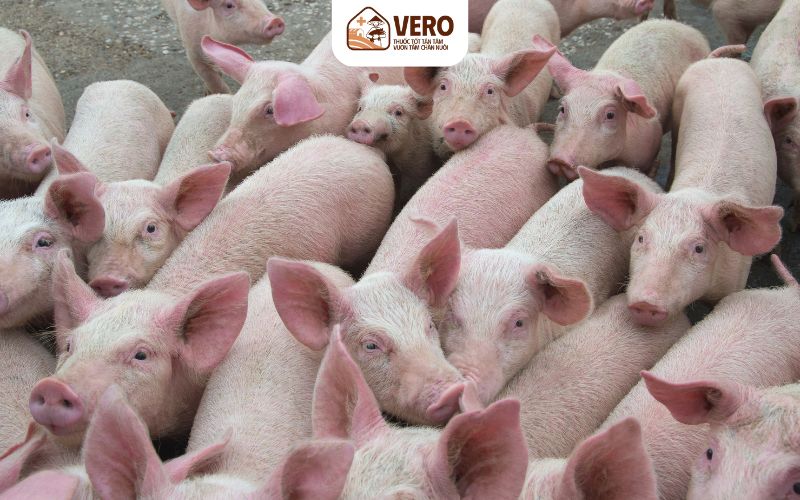 Vì sao đầu ra chăn nuôi ổn định quan trọng hơn cả kỹ thuật