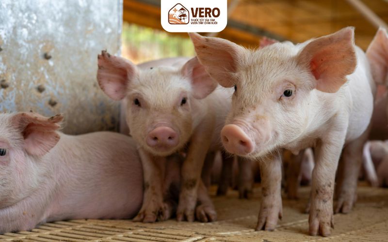Đầu ra chăn nuôi ổn định không đến từ may mắn