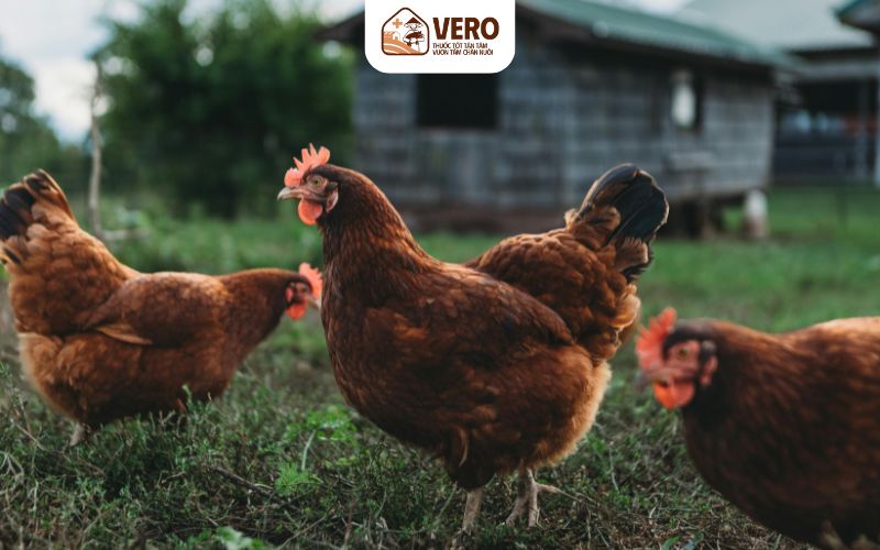 Đa dạng kênh bán giúp giảm rủi ro đầu ra