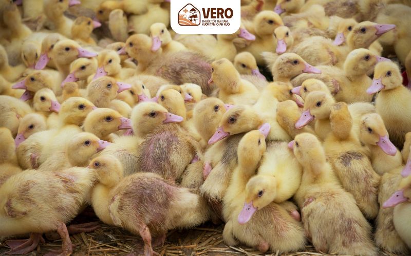 Đầu ra chăn nuôi ổn định bắt đầu từ tư duy làm nghề