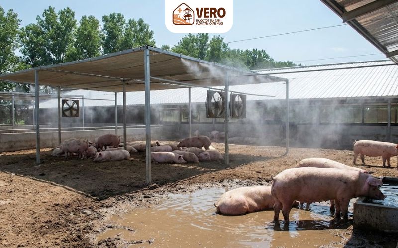 Vì sao chống nóng vật lý cho heo hiệu quả hơn các cách đối phó tạm thời