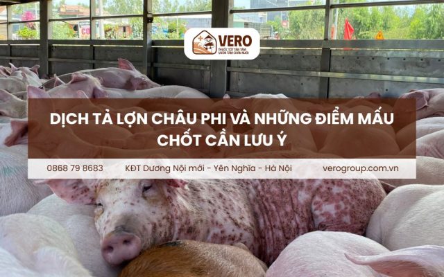 Dịch tả lợn châu phi